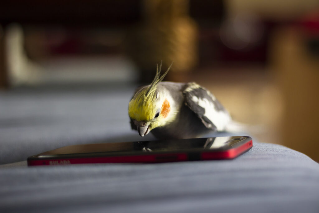 Selective focus shot of a cock parrot looking down into a cell phone on the table