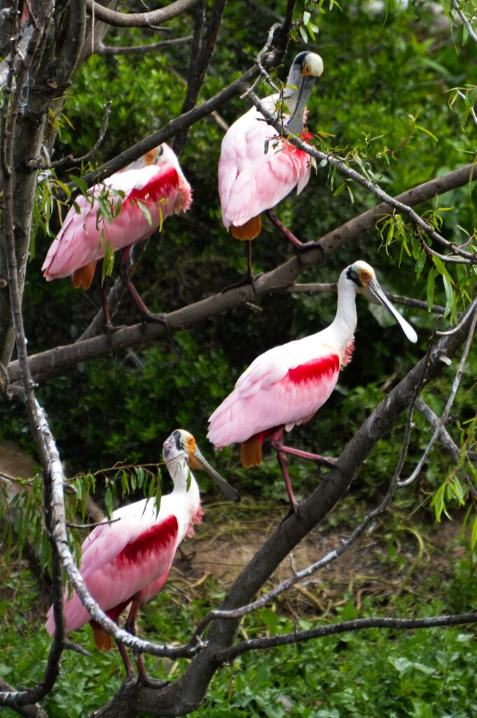 Beautiful Roseate Spoonbill